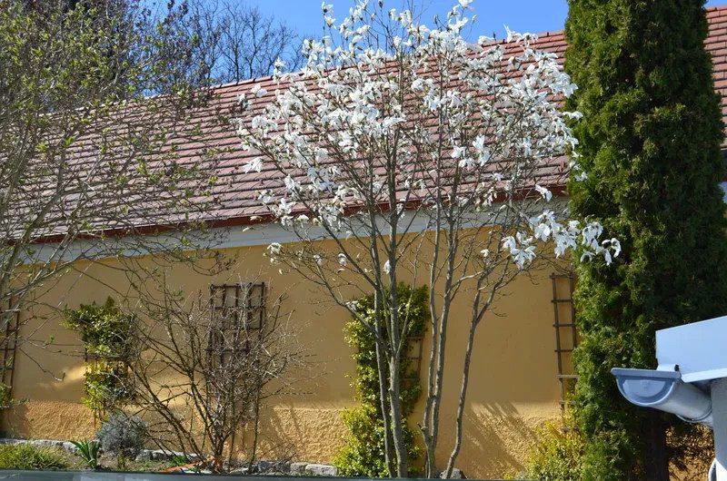 Repräsentatives Wohnhaus mit Geschäftsbereich und angrenzenden Veranstaltungsräumen, Bild 86 von 232