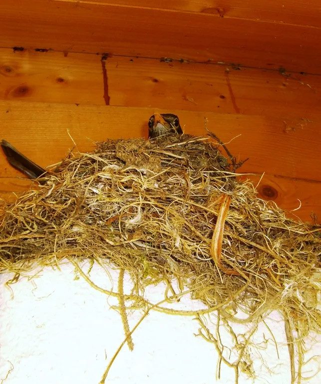 Repräsentatives Wohnhaus mit Geschäftsbereich und angrenzenden Veranstaltungsräumen, Bild 92 von 232