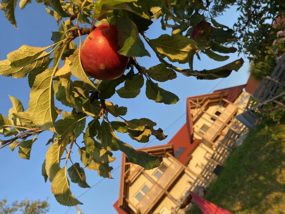 Traumimmobilie im Südburgenland mit 6 Wohneinheiten, Aparthotel/Gewerbe inklusive